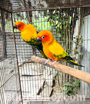 Sun conure adult paire ( DNA)